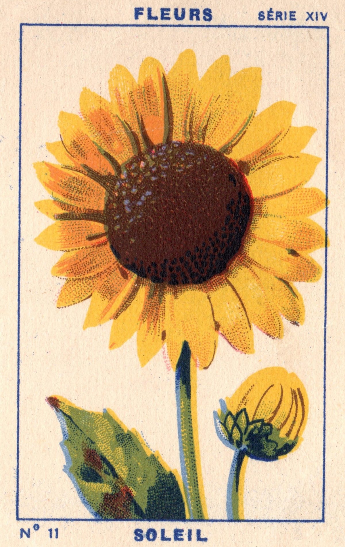 milliat fleurs011