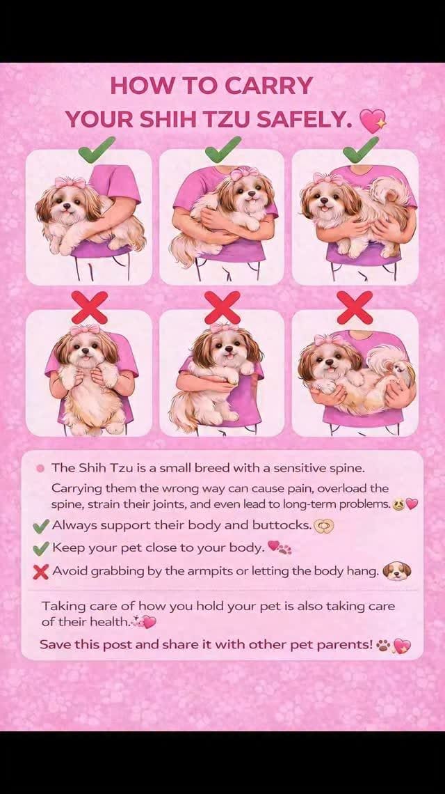 7.2K views · 131 reactions | Tiny paws, fragile spines. 💖 Hold them close, support their body, and keep them safe — because love is gentle care. 🐾 . . . . . #shihtzus #ShihTzuLove #puppy #PuppyLove #petlovers | Pixie Shihtzu | Facebook