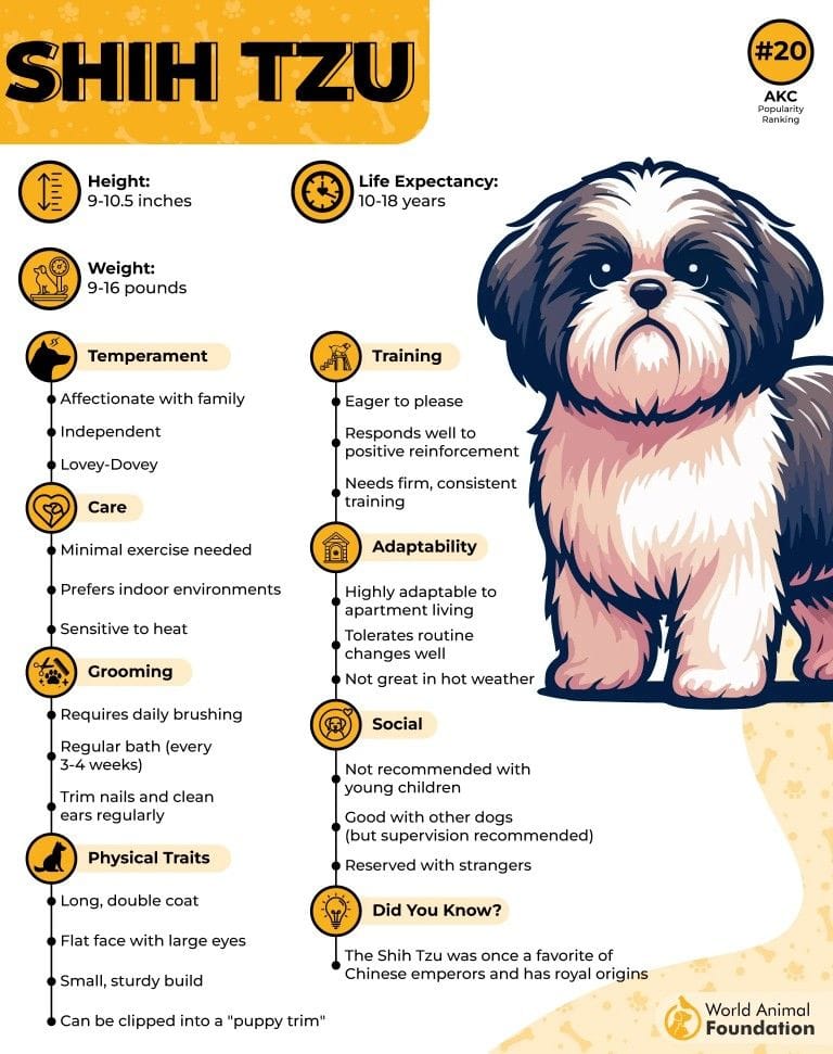 Shihtzu poster