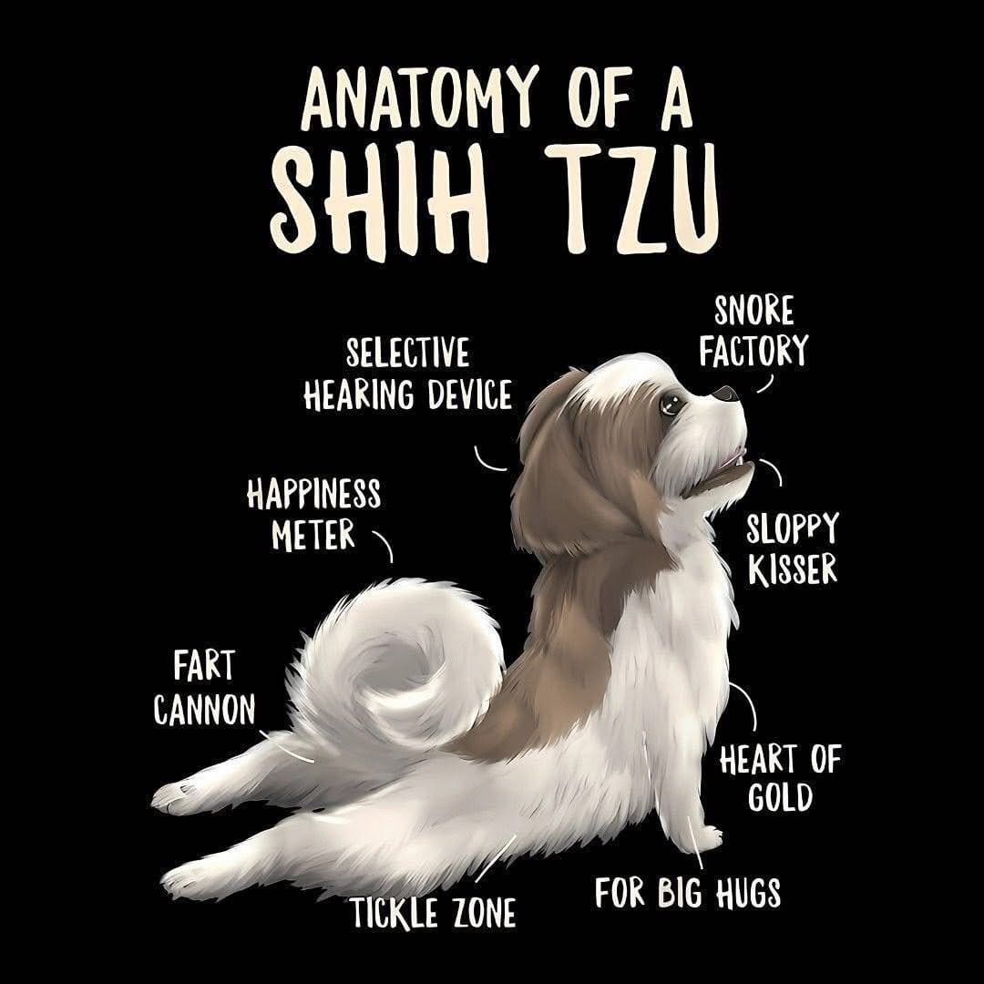 Shihtzu poster