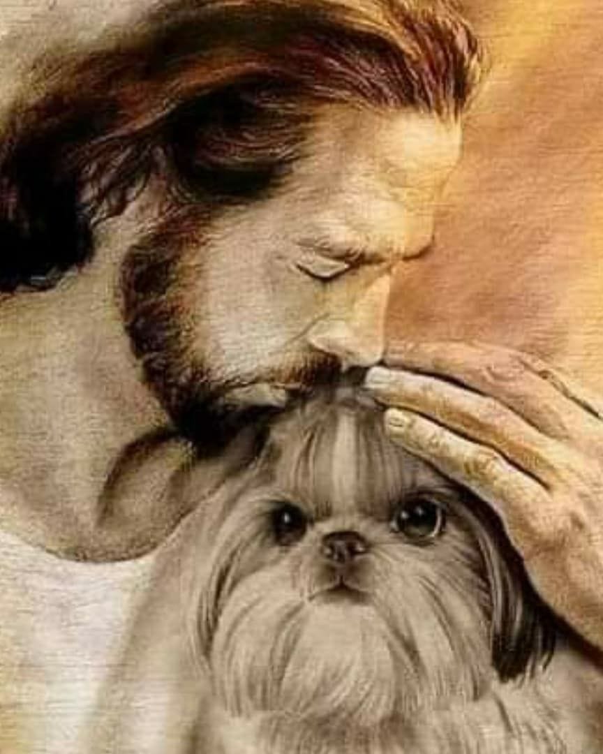 Shihtzu poster