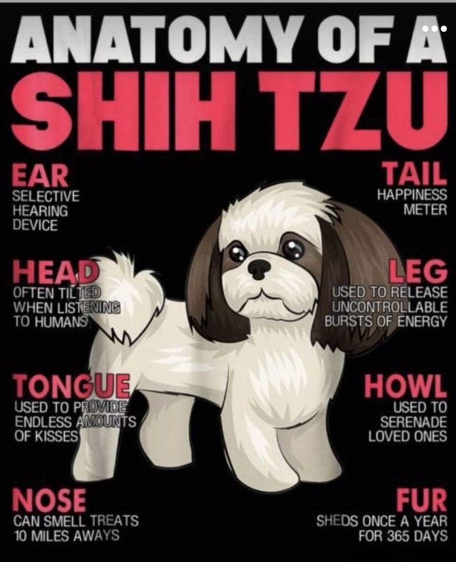 Shihtzu poster