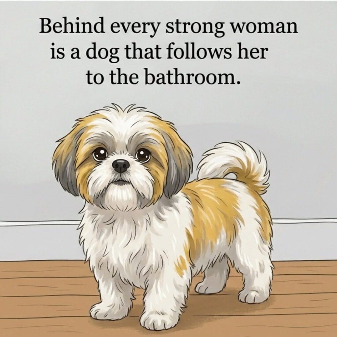 Shihtzu poster