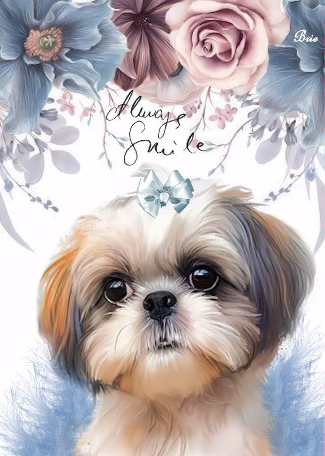 Shihtzu poster