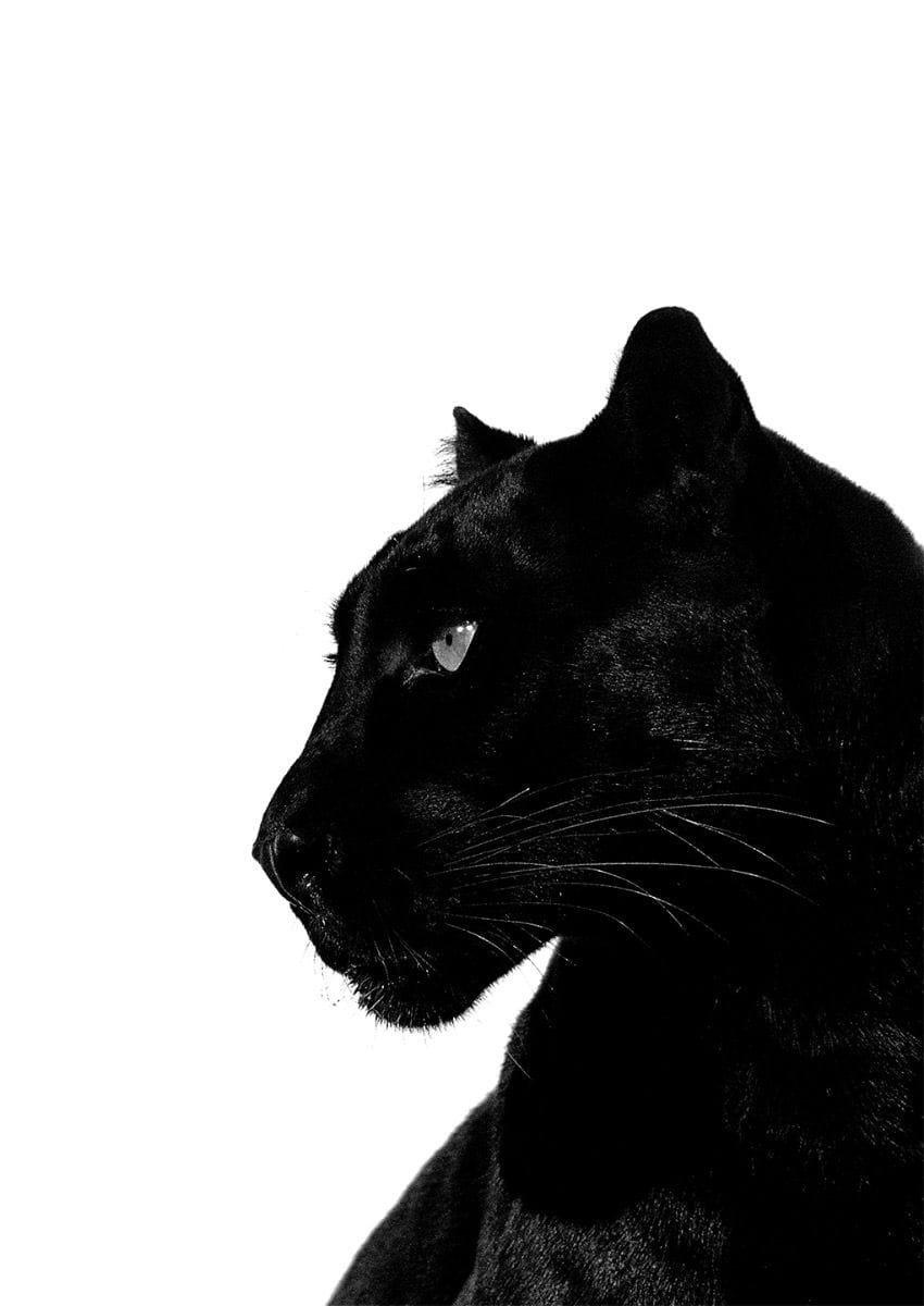 Black Panther Poster