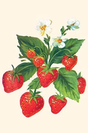 'Strawberries and Flowers' Graphic Art | Wayfair