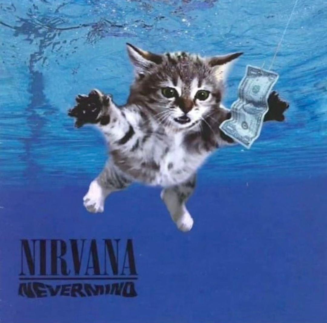 Another Nirvana kitty