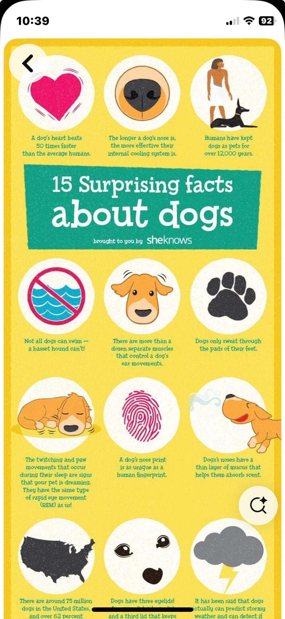 Dog poster