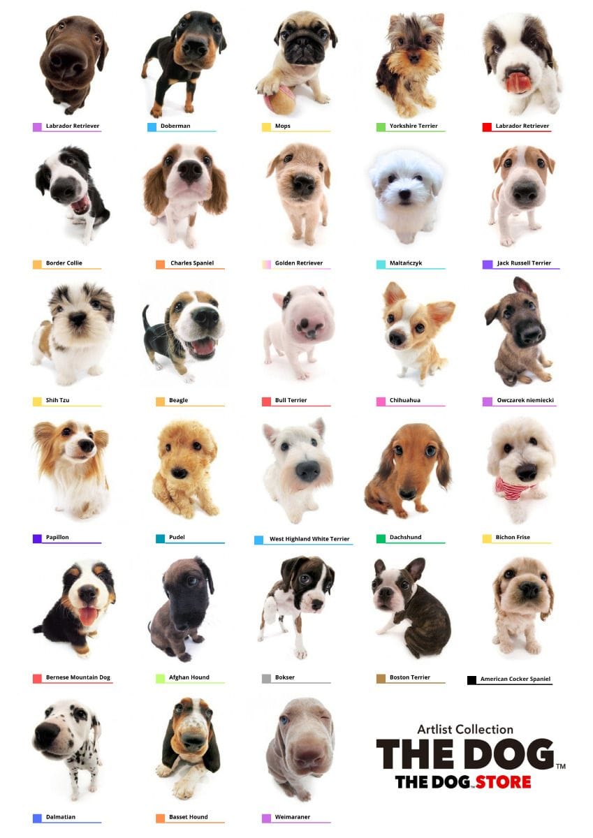 The Dog Artlist Collection The dog store Poster