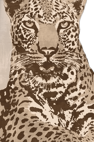 Art Print: Leopard by Andrew Cooper : 18x12in