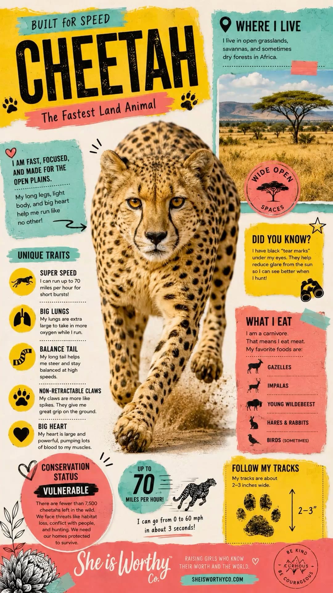 Learn about cheetahs