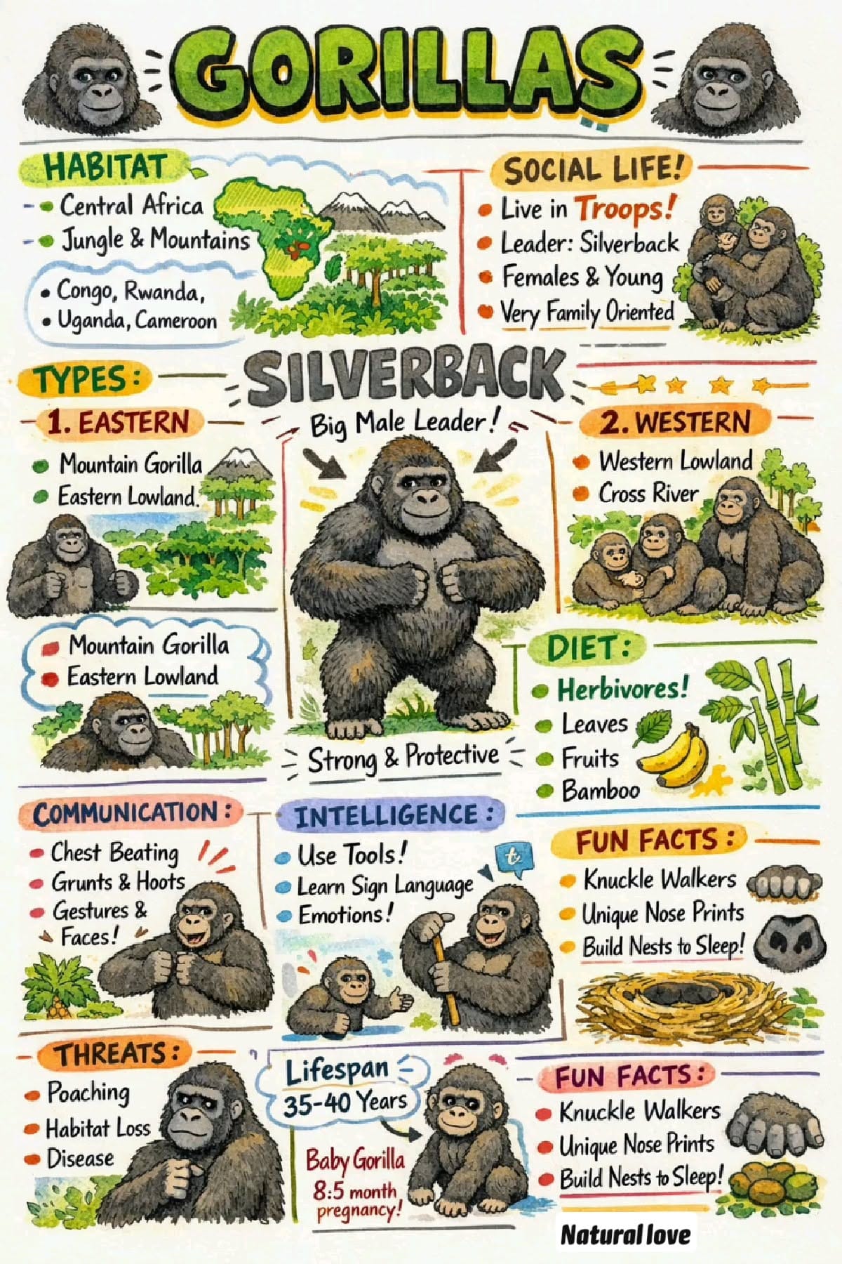gorilla 🦍