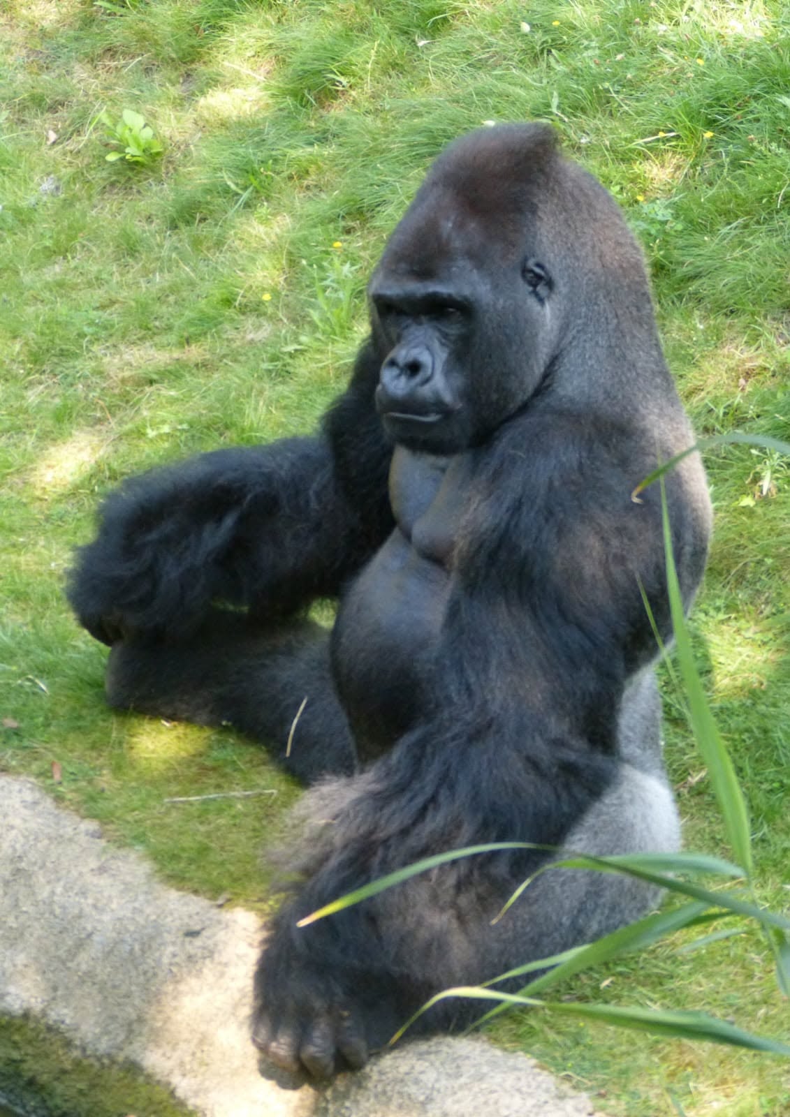 Gorilla poster