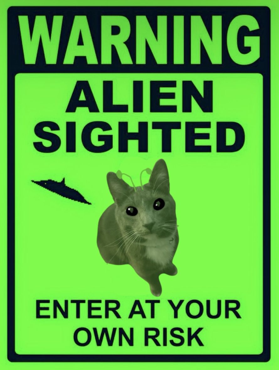 Bellybutton my cat as alien