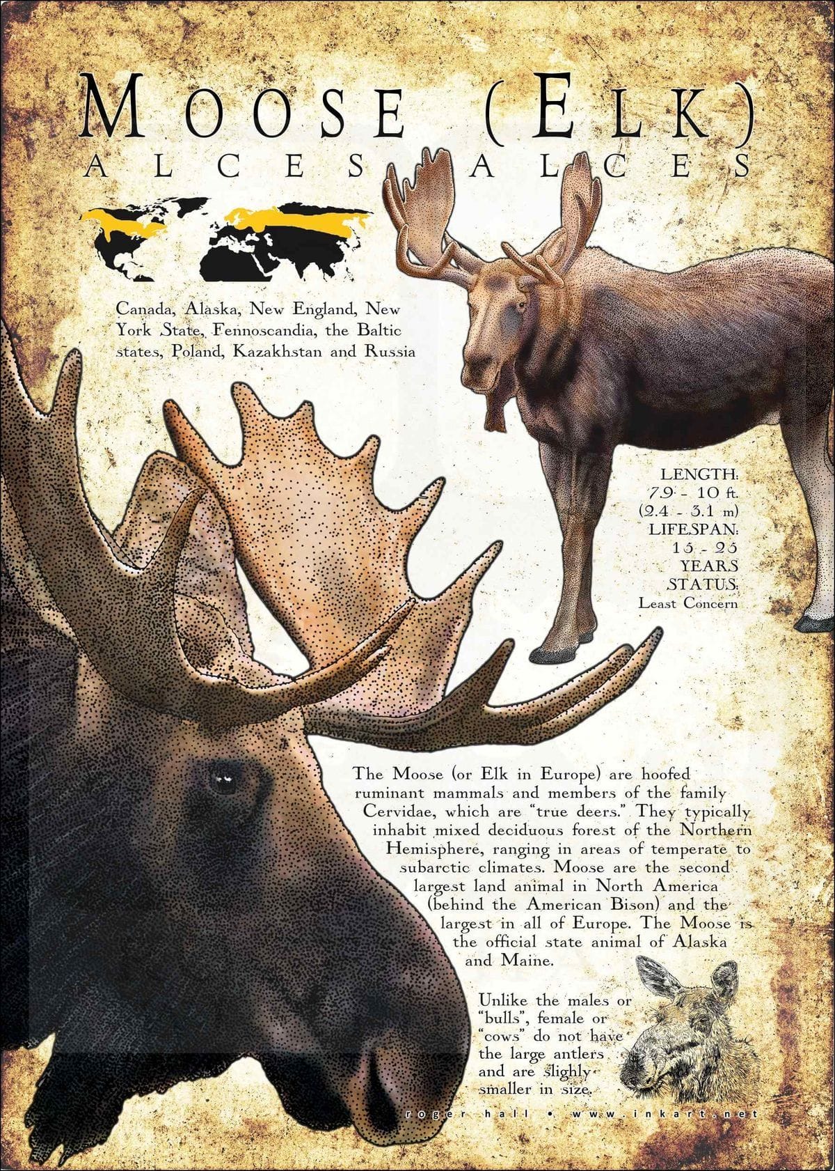 Moose Tape poster