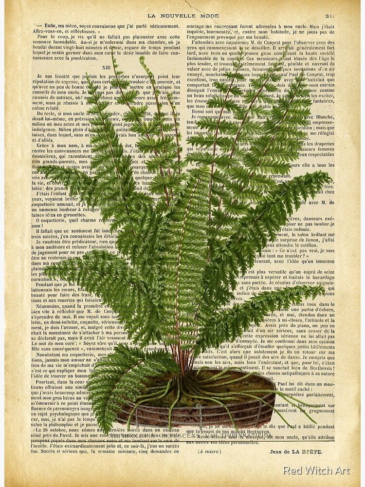 Fern poster