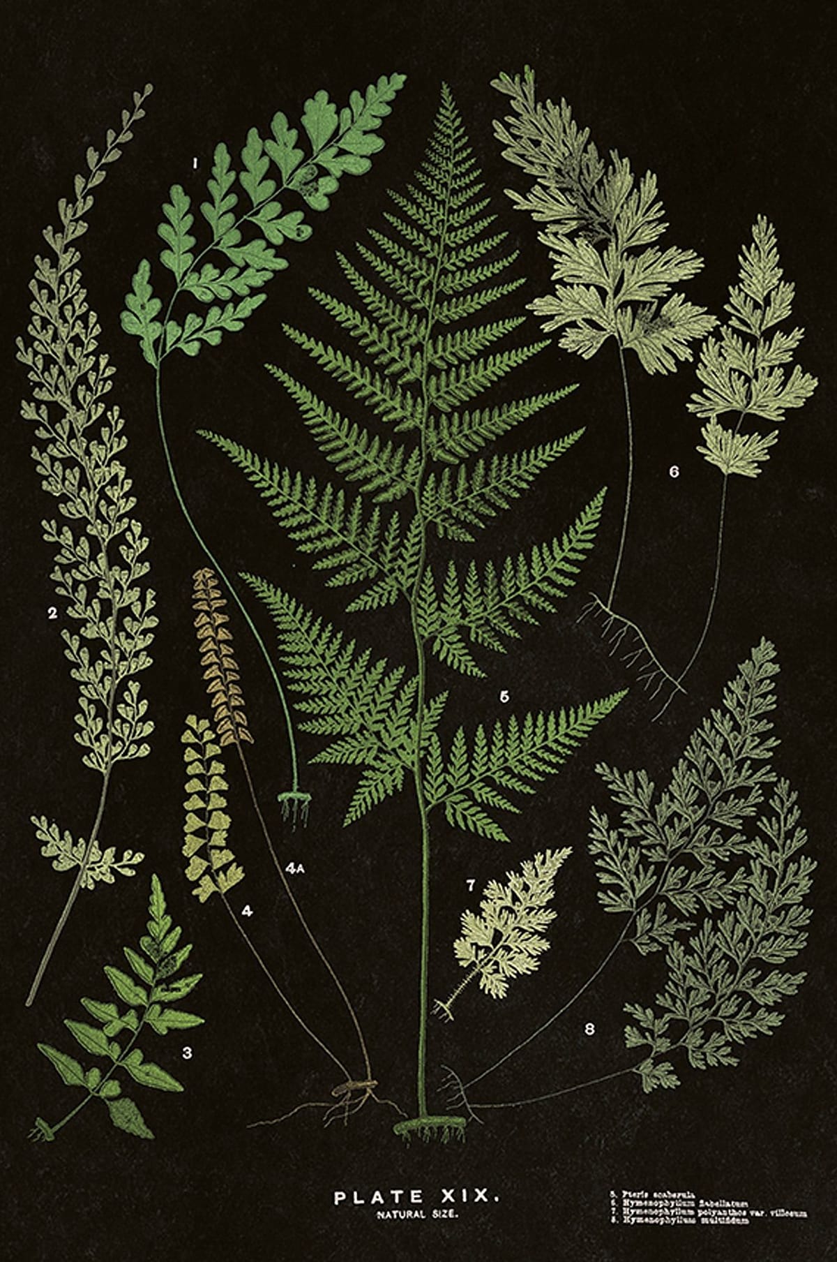 Fern poster