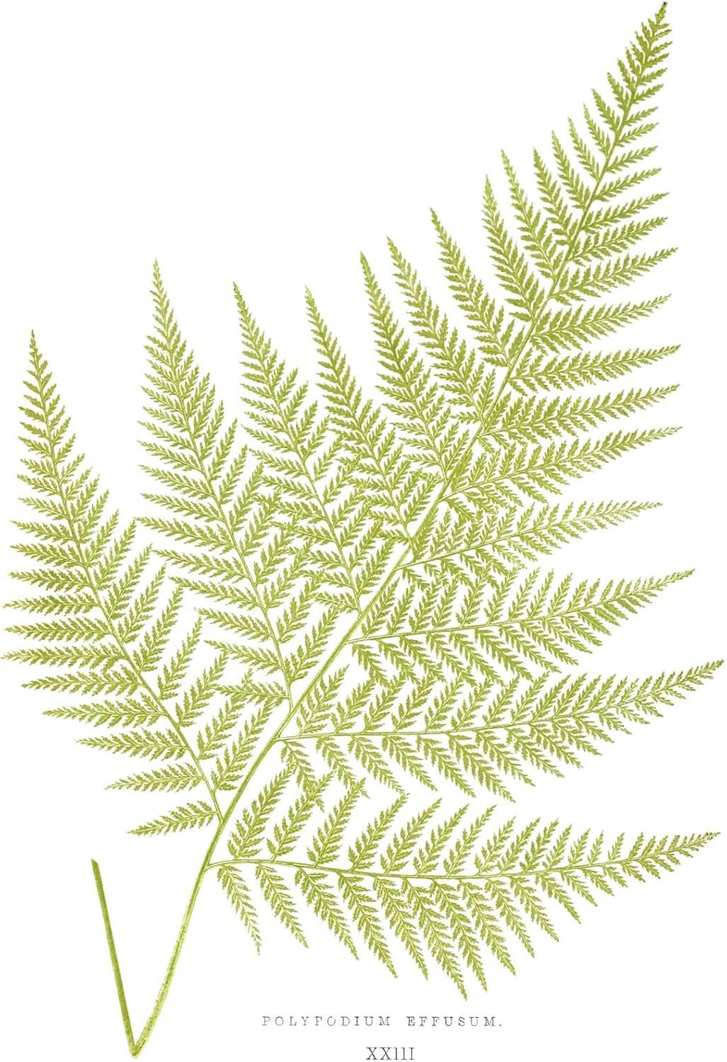 Wee Blue Coo Fern Polypodium Eppusum Large Wall Art Print Canvas Premium Poster, Unframed Canvas 18X24