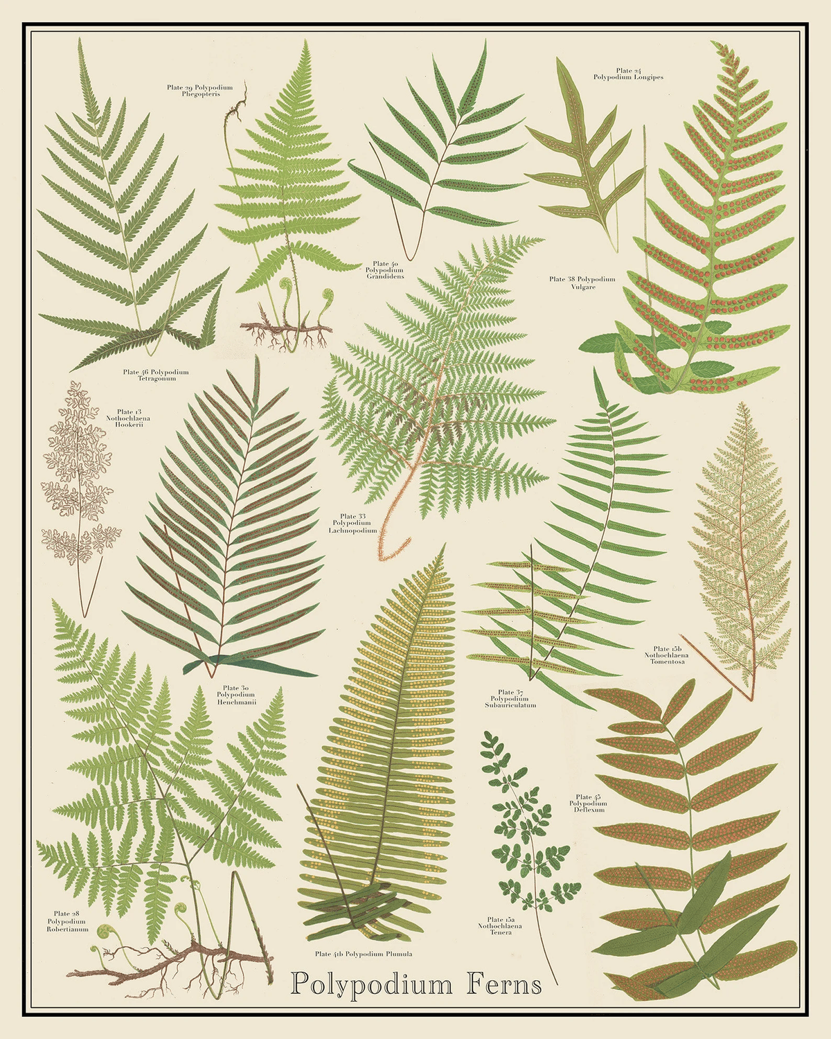 Polypodium Ferns Vintage-style Plant Identification Poster, 16 X 20 Botanical Chart Poster, Unframedtaxonomy Science Art - Etsy