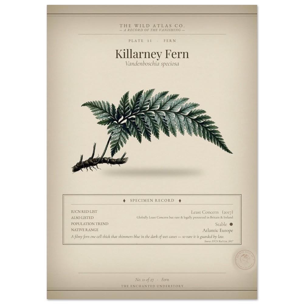 Killarney Fern | Fern Print | Cottagecore | Goblincore | Wildlife Art | Natural History Specimen Print | Naturalist Plate Museum Art