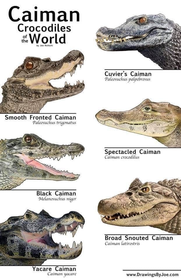 Caiman poster