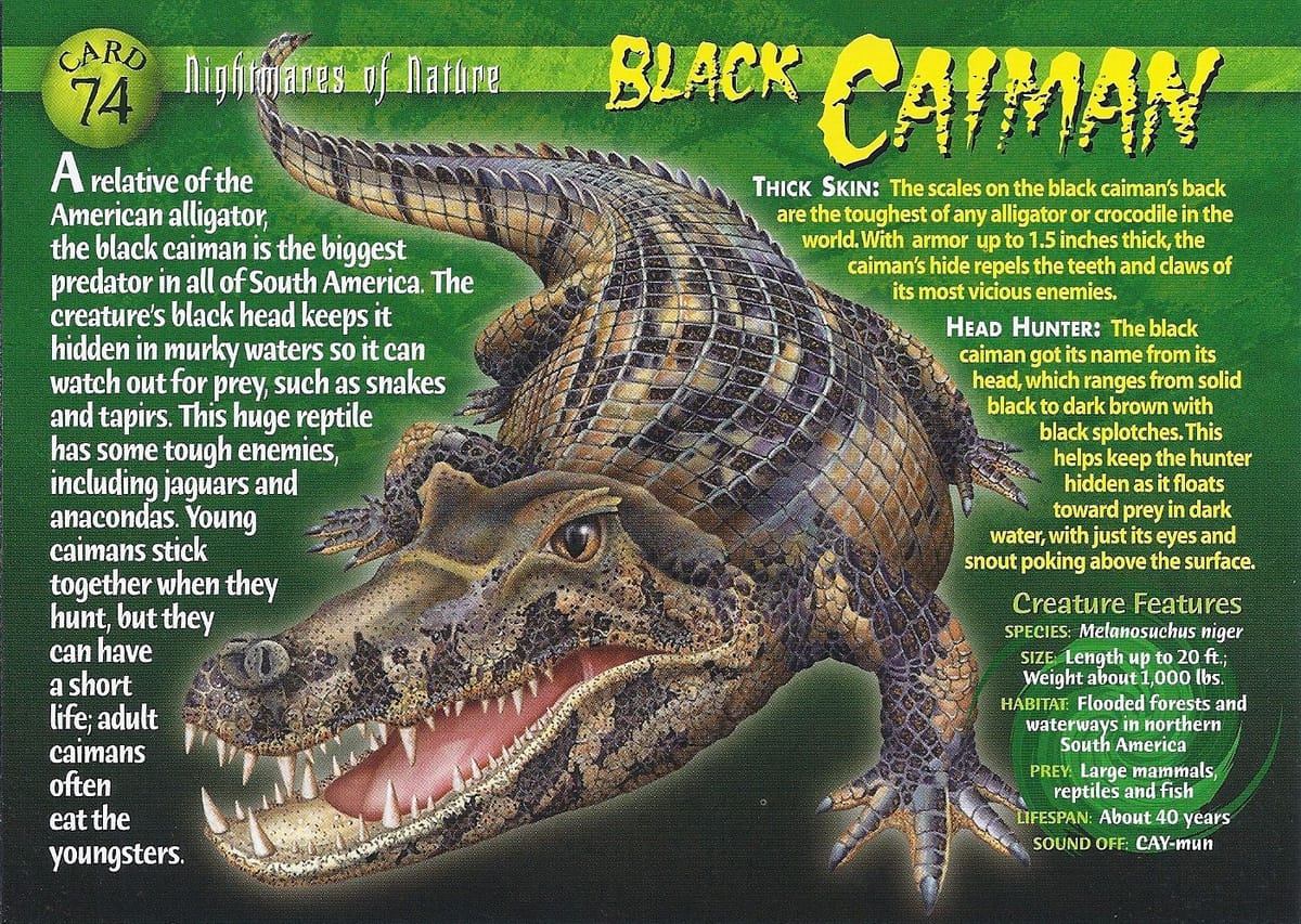 Caiman poster
