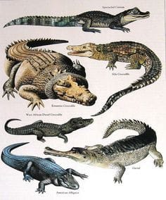 Caiman poster