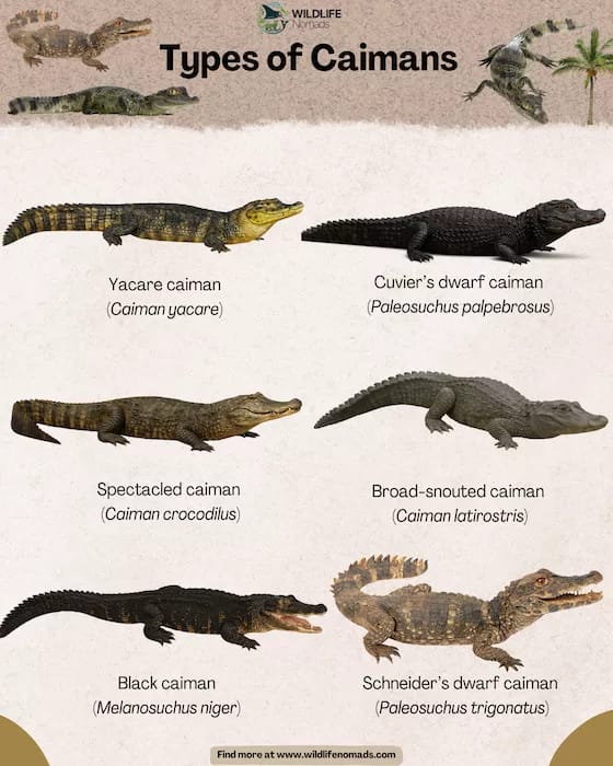 10 Facts About Caimans You Must Know
