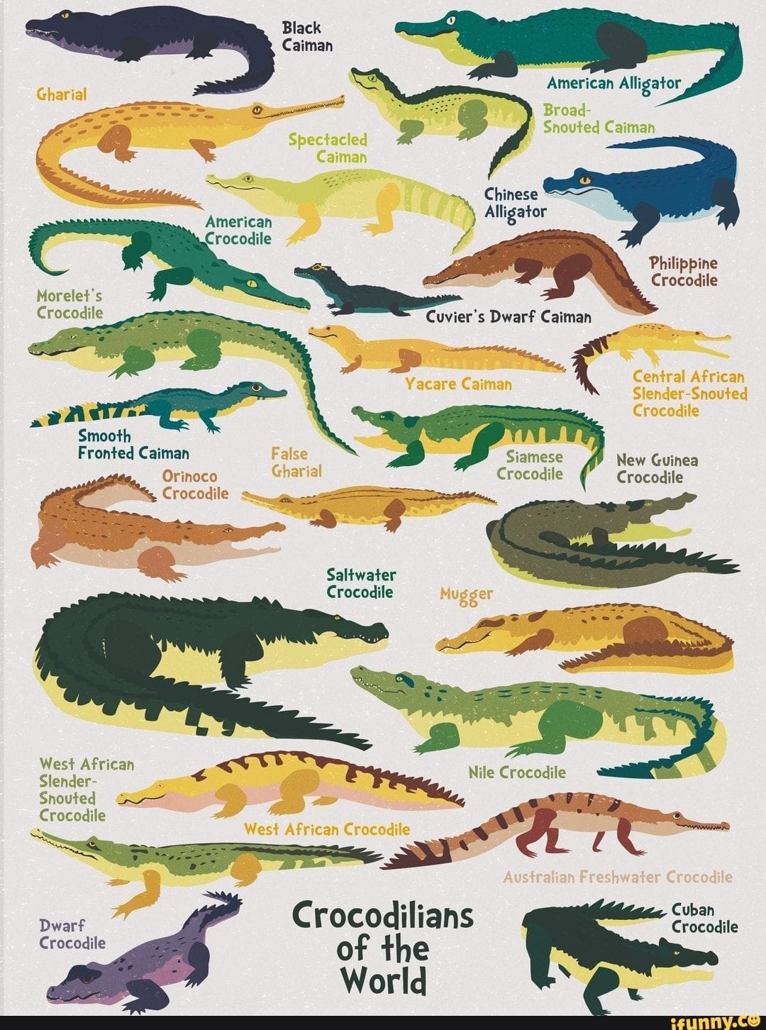 Caiman poster