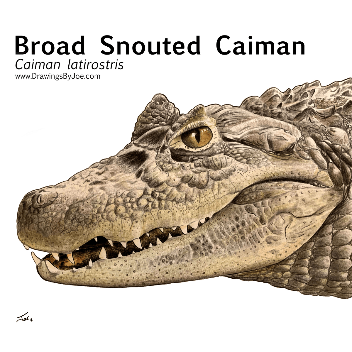 Broad Snouted Caiman