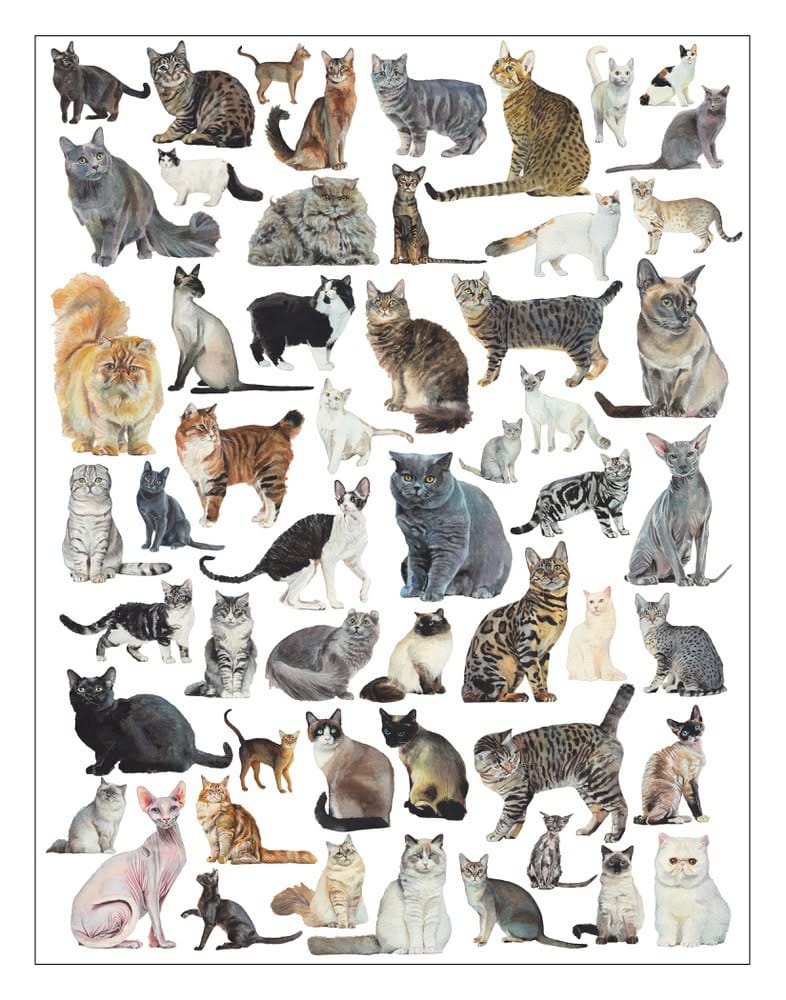 Cat Poster
