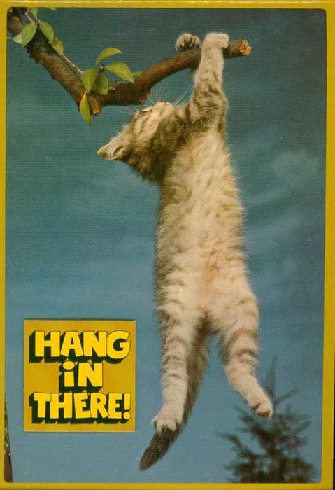 Cats poster
