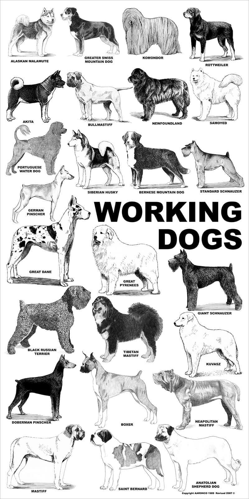 Aaronco Poster - Working Dogs - Barkleigh Store