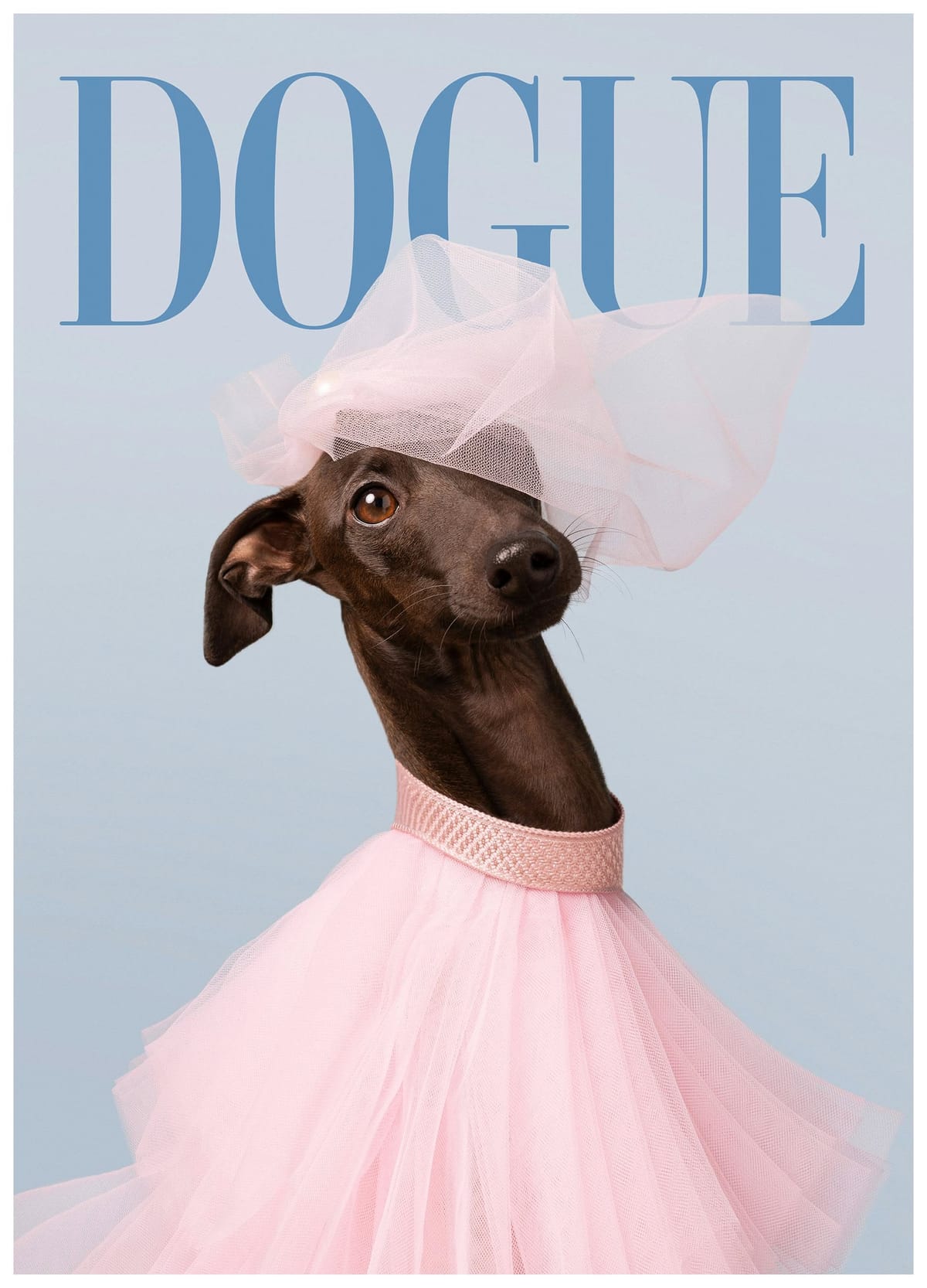 Dogue No6 Print (12" x 16" in)