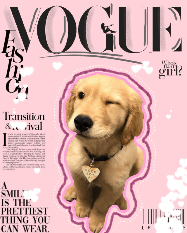 Vogue dog (made by me)!